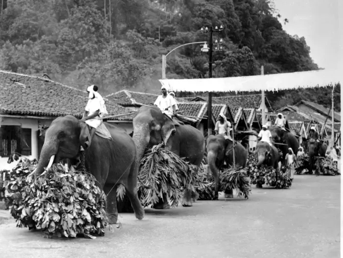 Framed Print : Kandy (Ceylon) Sri Lanka elephants moving with stately tread along the streets leading