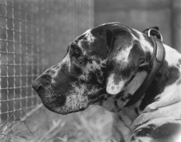 Framed Print : Kennel Club Associations Dog Show at the Crystal Palace. A fine head of a Great Dane hound Framed Print : Kennel Club Associations Dog Show at the Crystal Palace. A fine head of a Great Dane hound