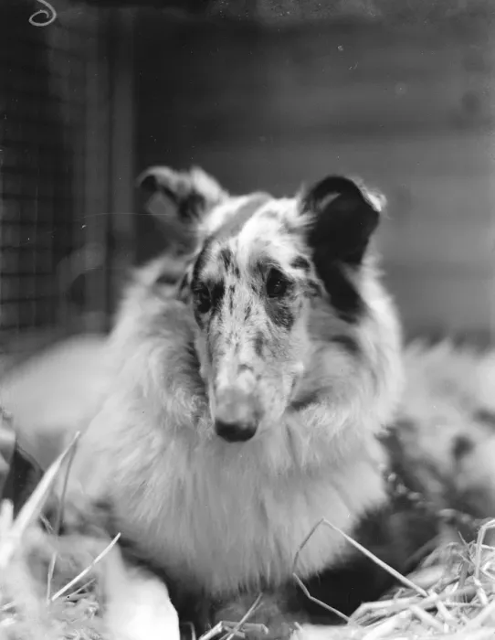 Framed Print : Kennel Club Exhibition at the Crystal Palace. Rev T Salters collie, Mountshannon