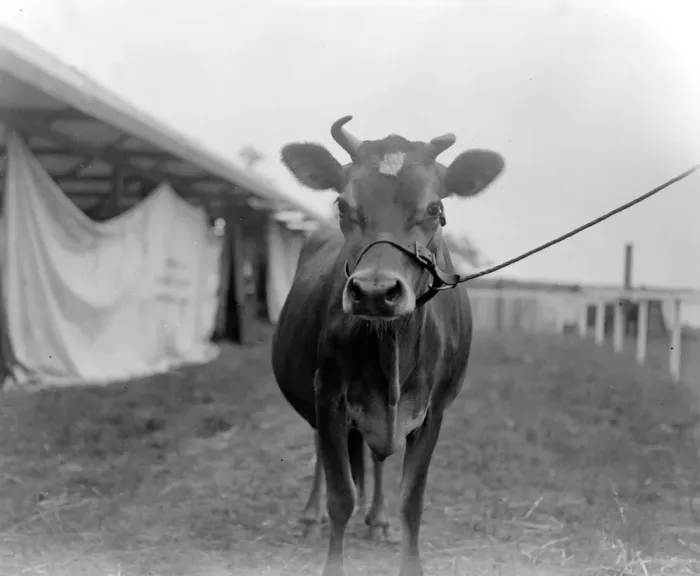 Framed Print : Kent County Show at Ashford - Arkonas Viscountess, Champion Jersey Cow, owned by Sir John B Framed Print : Kent County Show at Ashford - Arkonas Viscountess, Champion Jersey Cow, owned by Sir John B
