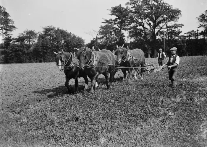 Framed Print : Kent plough team. 1935 Framed Print : Kent plough team. 1935