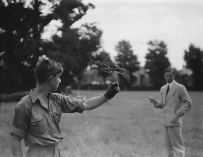 Framed Print : Kestrel in flight. 17 August 1937