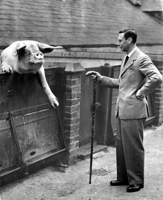 Framed Print : King George VI poses with a large pig, helping to promote the use of swill made Framed Print : King George VI poses with a large pig, helping to promote the use of swill made