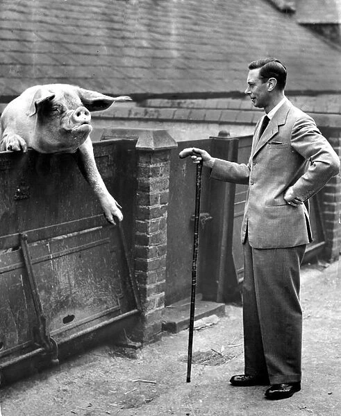 King George VI poses with a large pig, helping to promote the use of swill made