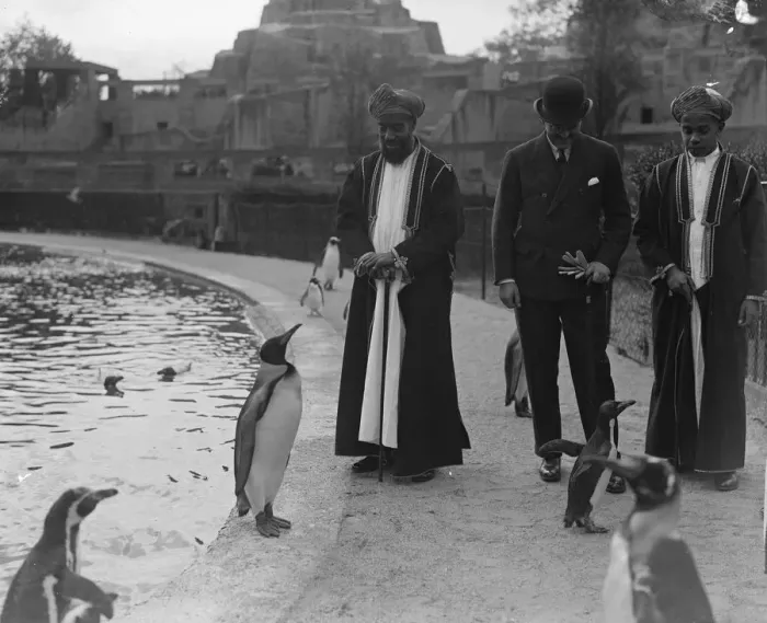 Framed Print : A King and the Sultan. The Sultan of Zanzibar and the King Penguin at the Zoo Framed Print : A King and the Sultan. The Sultan of Zanzibar and the King Penguin at the Zoo