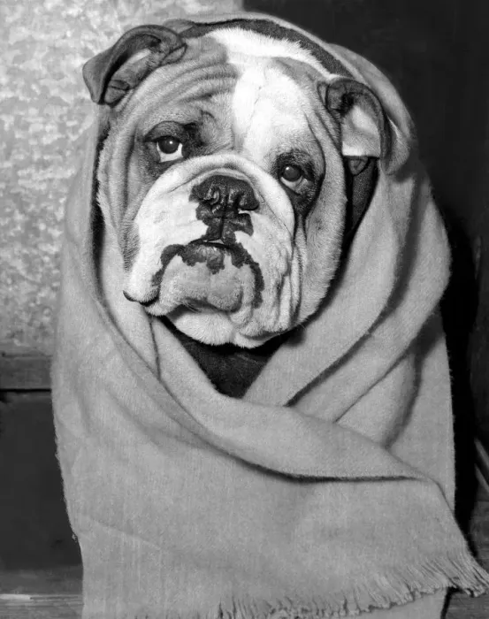 Framed Print : The Ladies Kennel Association are holding their annual Show at Olympia in London today Framed Print : The Ladies Kennel Association are holding their annual Show at Olympia in London today