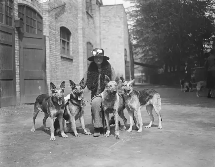 Framed Print : Lady Edith Windhams Alsatian wolf dogs. Lady Edith Windham with her four dogs Framed Print : Lady Edith Windhams Alsatian wolf dogs. Lady Edith Windham with her four dogs