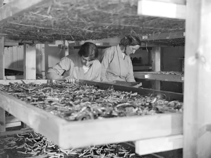 Framed Print : At Lady Hart Dykes silk worm farm at Lullingstone Castle, Eynsford, Kent. The worms Framed Print : At Lady Hart Dykes silk worm farm at Lullingstone Castle, Eynsford, Kent. The worms