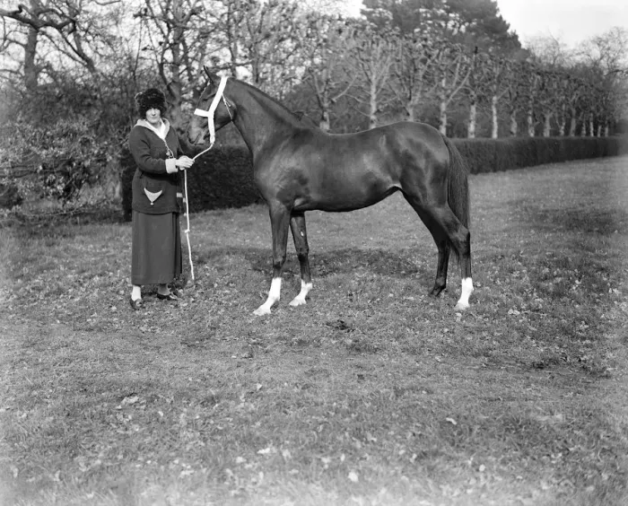 Framed Print : Lady Wentworths Arab Thouroughbreds Lady Wentworth, famous as a breeder of Arab Framed Print : Lady Wentworths Arab Thouroughbreds Lady Wentworth, famous as a breeder of Arab