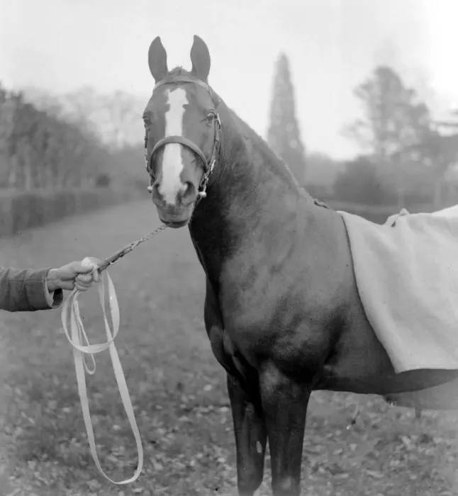 Framed Print : Lady Wentworths Champion Arab Rasin at Crabbet Park Stud Sussex 17 March 1923