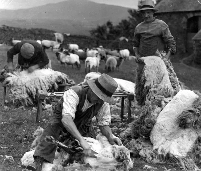 Framed Print : The Lake District - Cumberland farmers shearing sheep Framed Print : The Lake District - Cumberland farmers shearing sheep