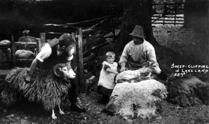 Framed Print : The Lake District - a farmer clipping sheep Framed Print : The Lake District - a farmer clipping sheep