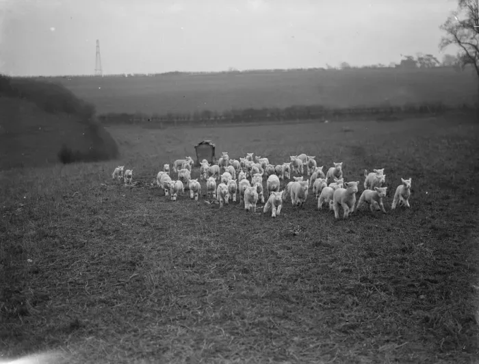 Framed Print : Lambs on a field in Eynsford, Kent. 1936