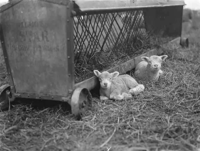 Framed Print : Lambs rest by the straw feeder in Eynsford, Kent. 1936