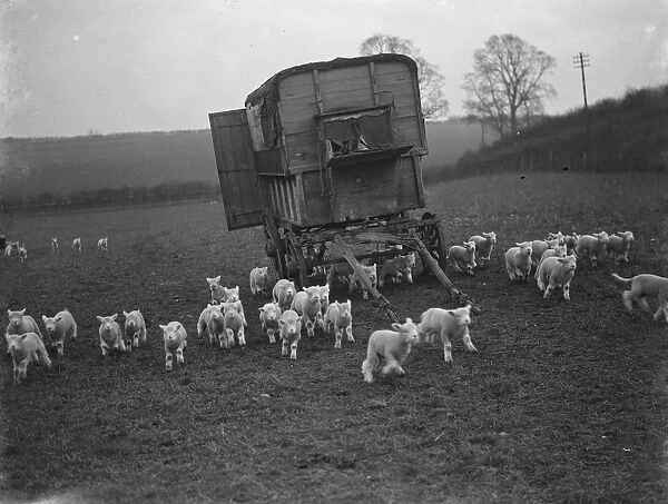 Lambs run past a caravan on a field in Eynsford, Kent. 1936