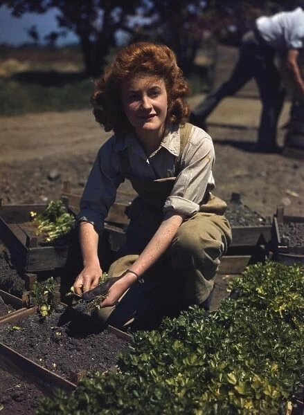 Land girl harvesting vegetables WWII