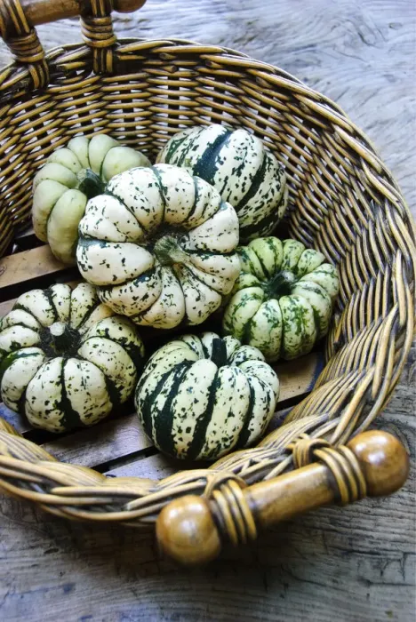 Framed Print : Large basket of decorative gourds credit: Marie-Louise Avery  /  thePictureKitchen