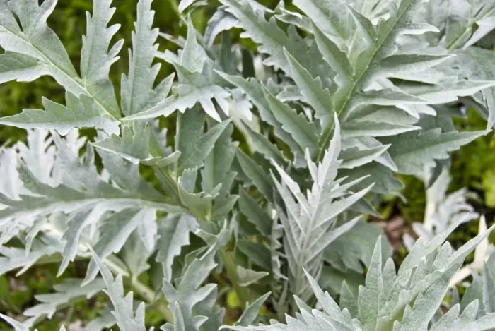 Framed Print : Large healthy, decorative leaves of globe artichoke plant credit: Marie-Louise Framed Print : Large healthy, decorative leaves of globe artichoke plant credit: Marie-Louise