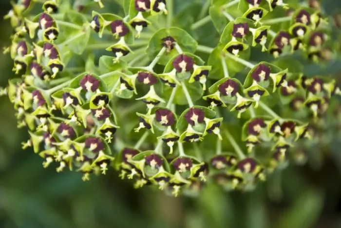 Framed Print : The large mediterranean spurge, Euphorbia characias in close up credit: Marie-Louise