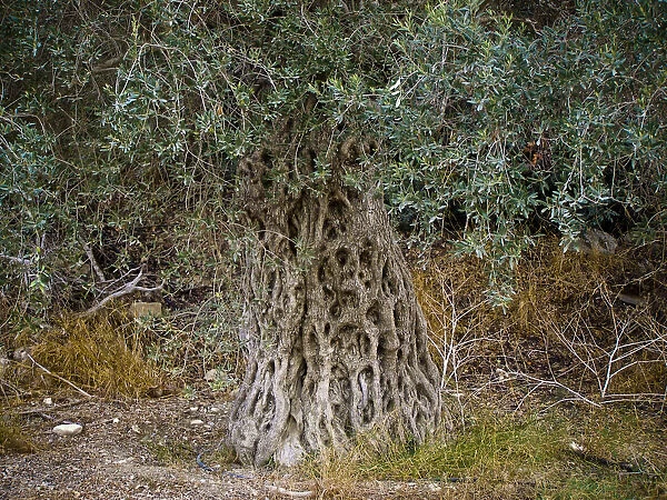 Large old olive tree in southern Cyprus credit: Marie-Louise Avery  /  thePictureKitchen