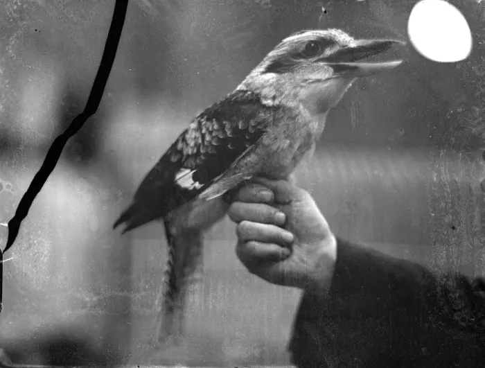 Framed Print : He laughed London!. The kookaburra, a Laughing Jackass opens its beak wide to give Framed Print : He laughed London!. The kookaburra, a Laughing Jackass opens its beak wide to give