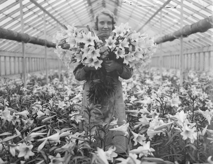 Framed Print : Lilies for Princess Marinas wedding bouquet, grown in Hampton by the Worshipful Framed Print : Lilies for Princess Marinas wedding bouquet, grown in Hampton by the Worshipful