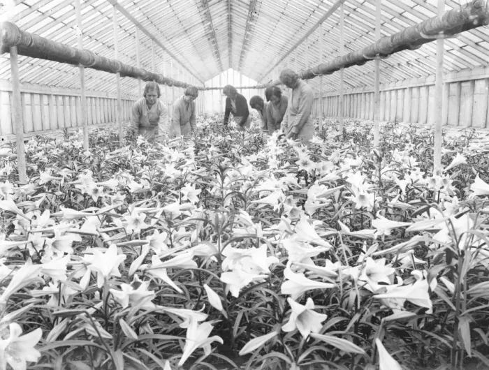Framed Print : Lilies for Princess Marinas wedding bouquet, grown in Hampton by the Worshipful Framed Print : Lilies for Princess Marinas wedding bouquet, grown in Hampton by the Worshipful