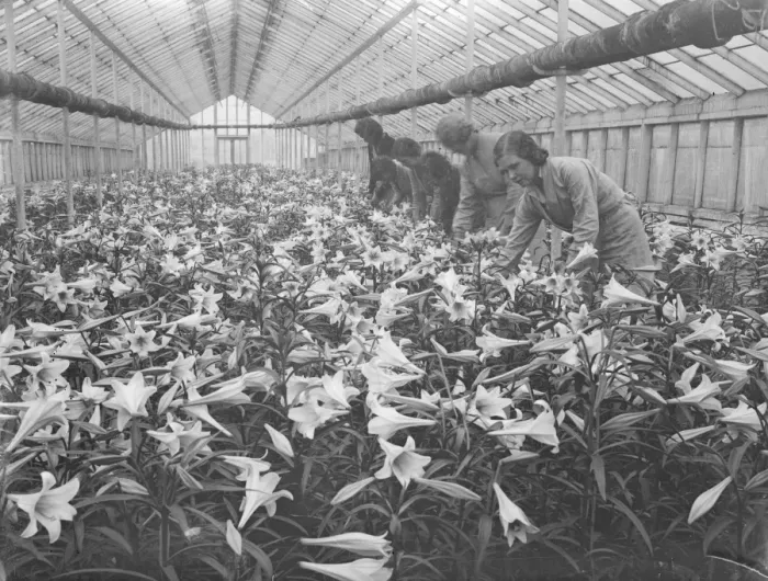 Framed Print : Lilies for Princess Marinas wedding bouquet, grown in Hampton by the Worshipful Framed Print : Lilies for Princess Marinas wedding bouquet, grown in Hampton by the Worshipful