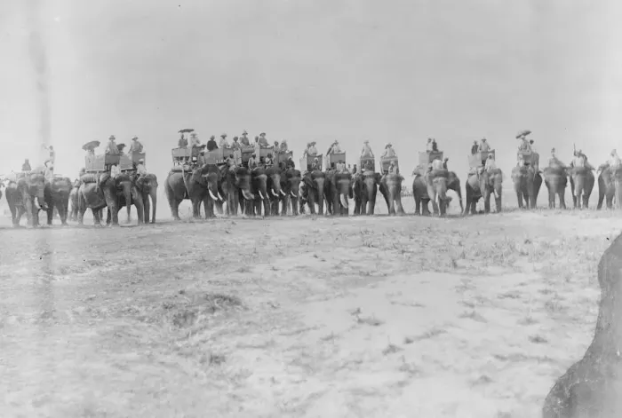 Framed Print : Line of Shooting Elephants Prime Minister of Nepal in sixth howdah from left 12 Framed Print : Line of Shooting Elephants Prime Minister of Nepal in sixth howdah from left 12
