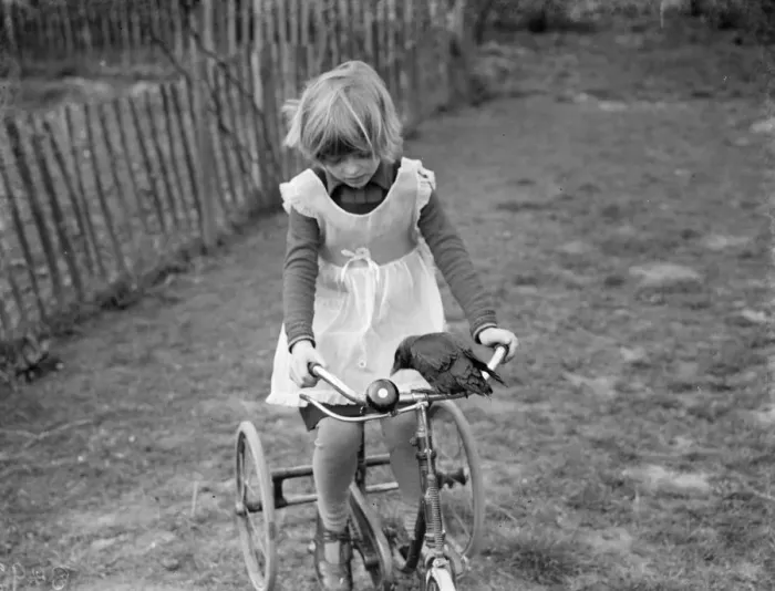 Framed Print : Little Ann Bowers playing on her tricycle with her tame jackdaw ringing the bell