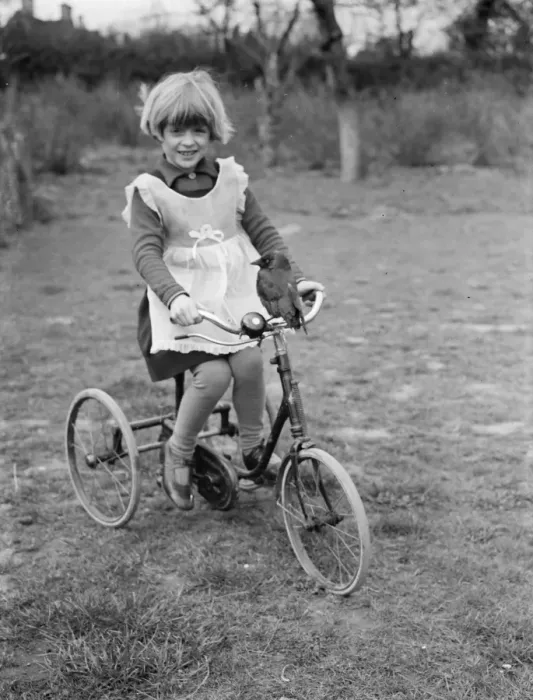 Framed Print : Little Ann Bowers playing on her tricycle with her tame jackdaw sitting on the handlebars