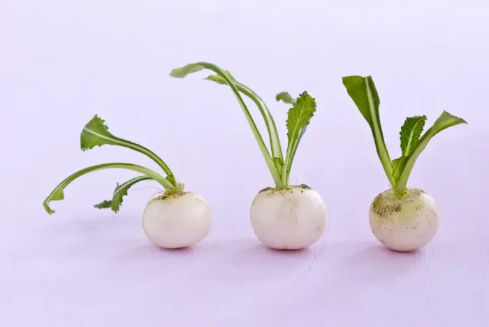 Framed Print : Three little baby turnips on pink surface credit: Marie-Louise Avery / thePictureKitchen Framed Print : Three little baby turnips on pink surface credit: Marie-Louise Avery / thePictureKitchen