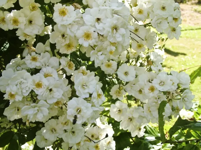Framed Print : Little creamy white rose growing in profusion in summer garden credit: Marie-Louise Framed Print : Little creamy white rose growing in profusion in summer garden credit: Marie-Louise