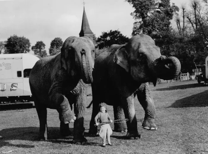 Framed Print : A little girl with the elephants from the Circus at Foots Cray, Kent, England