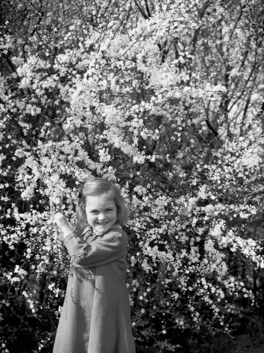 Framed Print : A little girl plays with blackthorn blossom in Farningham, Kent. 1938 Framed Print : A little girl plays with blackthorn blossom in Farningham, Kent. 1938