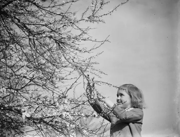 Framed Print : A little girl plays with blackthorn blossom in Farningham, Kent. 1938 Framed Print : A little girl plays with blackthorn blossom in Farningham, Kent. 1938