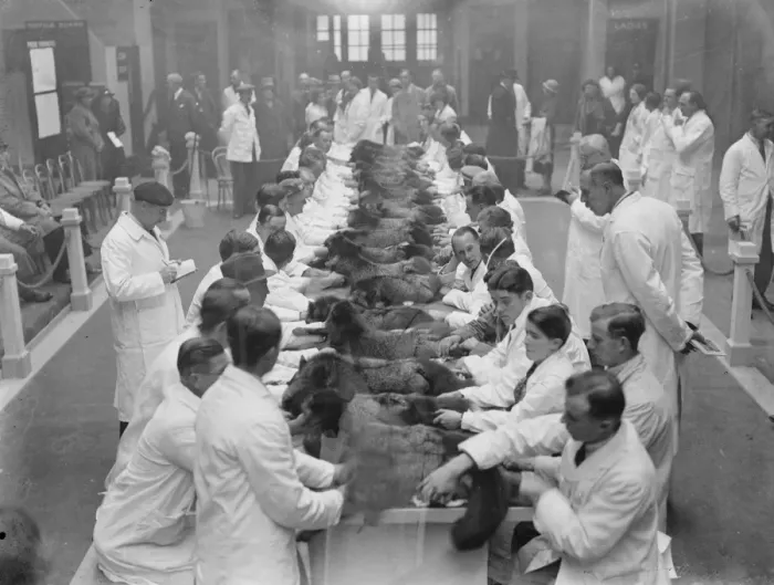 Framed Print : Live silver fox show at Agricultural show. 14 November 1934 Framed Print : Live silver fox show at Agricultural show. 14 November 1934