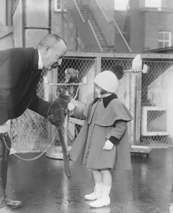Framed Print : Live toys at Derry and Toms 23 November 1920