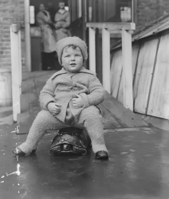 Framed Print : Live toys at Derry and Toms 23 November 1920