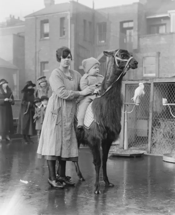 Framed Print : Live toys at Derry and Toms llama 27 November 1920 Framed Print : Live toys at Derry and Toms llama 27 November 1920
