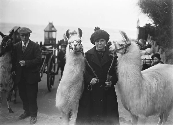 Llamas and Alpacas on the beach at Folkestone. 8 May 1920