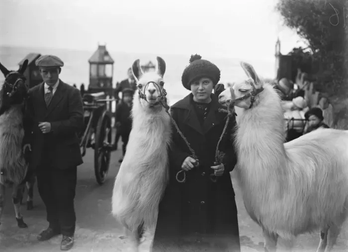 Framed Print : Llamas and Alpacas on the beach at Folkestone. 8 May 1920 Framed Print : Llamas and Alpacas on the beach at Folkestone. 8 May 1920