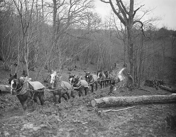 A logging team at work at Chipps Cross, Between Rye and Hastings February 1936