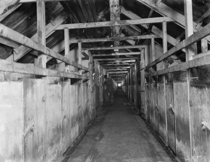 Framed Print : The long pig stye at Tripes farm, Orpington, Kent. 1936