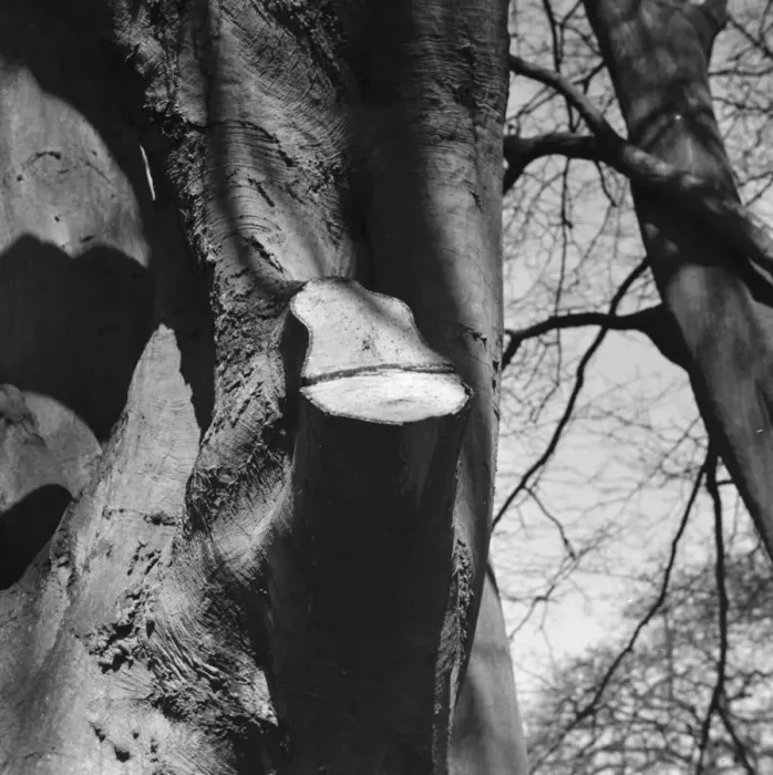 Framed Print : A lopped beech tree branch with rising sap. 1939 Framed Print : A lopped beech tree branch with rising sap. 1939