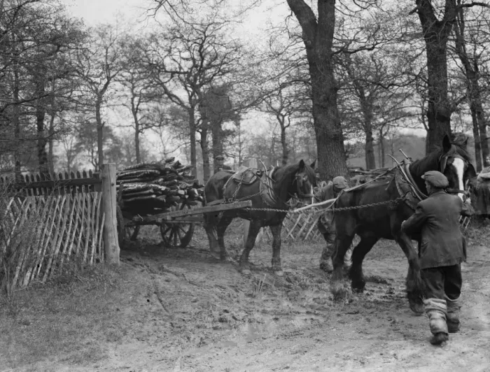 Framed Print : A lumberjack tows logs with his horse team. 1936 Framed Print : A lumberjack tows logs with his horse team. 1936