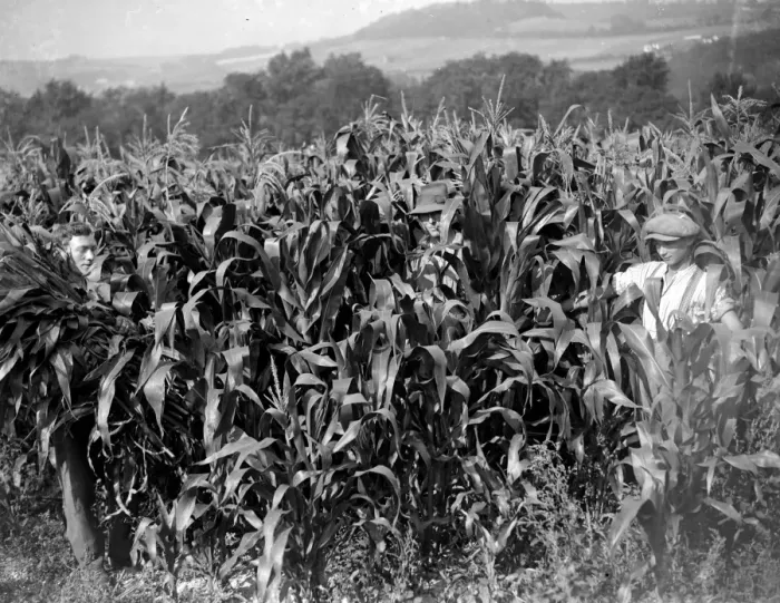 Framed Print : Maize harvesting at Farningham, Kent. 1934 Framed Print : Maize harvesting at Farningham, Kent. 1934