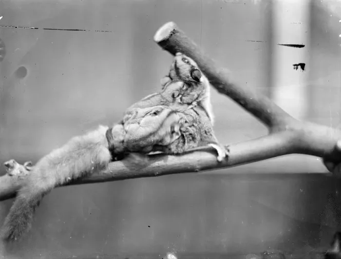 Framed Print : Making use of mother. Baby Flying Opossum make their first appearance at London Zoo