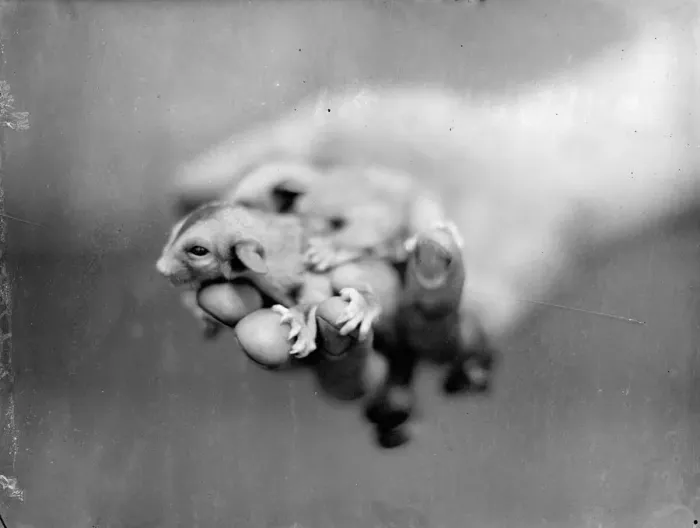Framed Print : Making use of mother. Baby Flying Opossum make their first appearance at London Zoo Framed Print : Making use of mother. Baby Flying Opossum make their first appearance at London Zoo