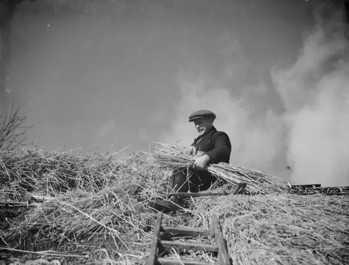 Framed Print : A man with a bundle of thatch in his arms works on the thatching on the roof of a
